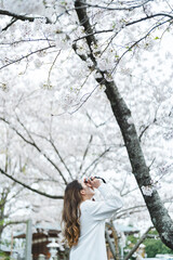 桜の花を見ながら散策する女性