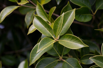Obraz premium fresh green foliage of Osmanthus x fortunei shrub, texture or background of young green leaves
