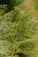 Closeup fresh green christmas leaves, branches of thuja trees on green background. Thuya twig occidentalis, evergreen coniferous tree.