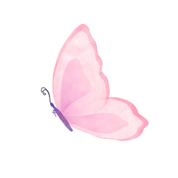 Watercolor colorful Summer butterfly isolated on white background. Spring pink butterfly illustration