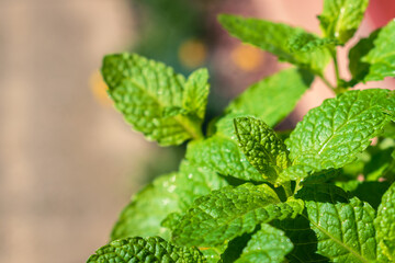 Close up of mint leaves with water drops