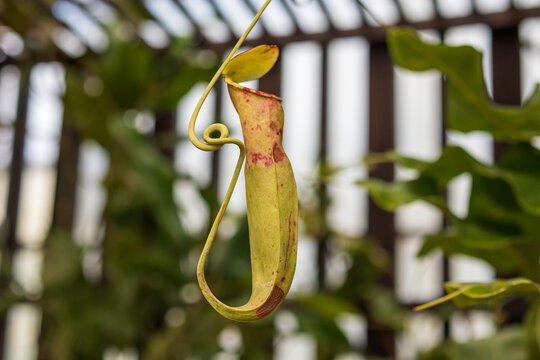 Carnivorous pitcher plants or monkey cups in the garden