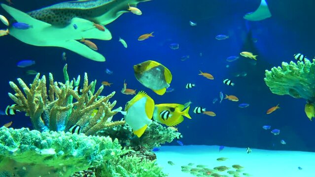 Colorful tropical fish and zebra shark swimming by the coral reefs in the aquarium. 4K 