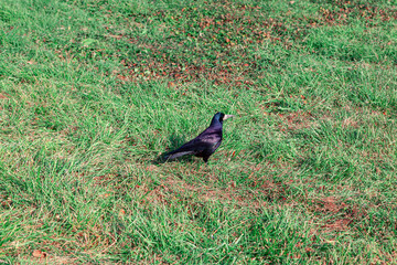 Raven on the grass . Black bird standing on the green grass