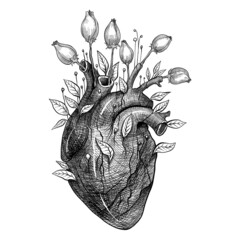 linear drawing silhouette of the heart anatomical structure of flowers and leaves sprouting in it