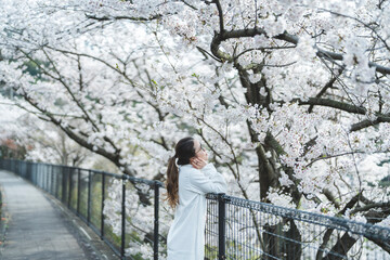 桜の花を見ながら散策する女性