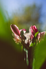 close-up of frangipani plant indoor by the window with backyard bokeh