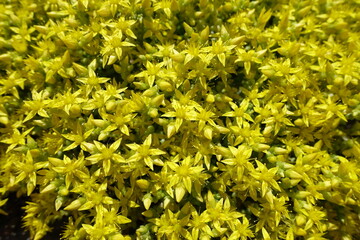 Closeup of starry yellow flowers of Sedum acre in May