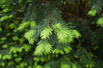 Closeup of fresh foliage of common yew in mid May