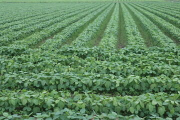 green leaves background of red bean field design for healthy lifetyle