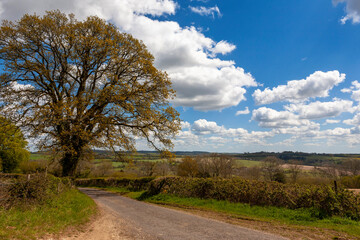 Fototapeta na wymiar Countryside near Up Marden in the South Downs National Park, West Sussex, UK