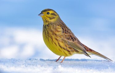 Elegant male Yellowhammer (Emberiza citrinella) stands posing on the snow cover in light winter day