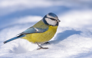 Eurasian blue tit (cyanistes caeruleus) rests on the snow in cold winter day