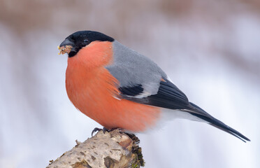 Winter shot of Eurasian Bullfinch (Pyrrhula pyrrhula) perched on small branch with clean snowy background 