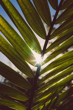 Close-up Of Majesty Palm Frond (Ravenea Rivularis) Outdoor In Sunny Backyard With Sun Flare