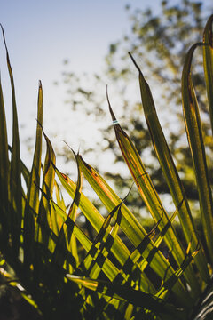 Close-up Of Majesty Palm Frond (Ravenea Rivularis) Outdoor In Sunny Backyard With Sun Flare