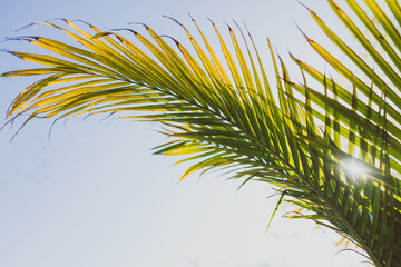 close-up of Majesty palm frond (Ravenea rivularis) glowing in the sunlight  shot at shallow depth of field