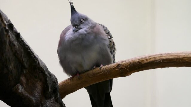 Crested pigeon (Ocyphaps lophotes) in a palm house
