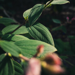 Green leaves