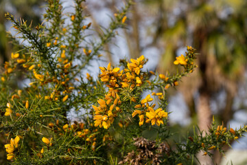 Close up of Ulex Europaeus know as Gorse, bush with small bright yellow flowers