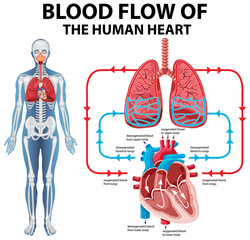 Diagram showing blood flow of human heart