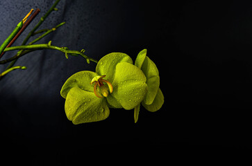 Zielony kwiat na czarnym tle