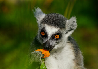 Portrait of cute Lemur eating