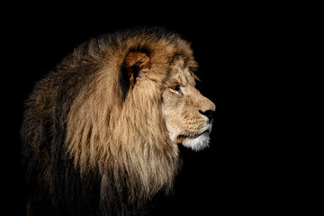 Big male lion closeup portrait 