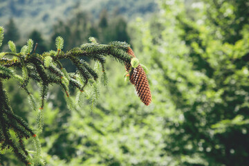 Natural background. Cones on a branch of the Carpathian green spruce. Front view
