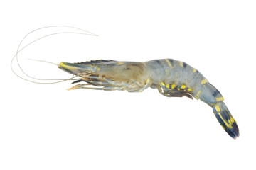 Raw tiger shrimp isolated on white background