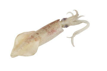 Obraz premium Squid isolated on white background 