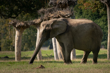 An elephant stands in a grassy field, surrounded by tall trees in the background.