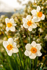 Beautiful blooming white and yellow daffodils in spring garden. Natural floral background. Spring season. Selective focus