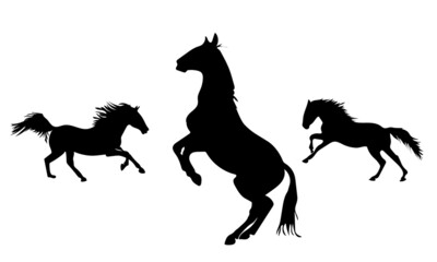 Collection of horses silhouettes set  on white background