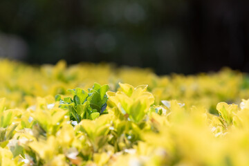 yellow leaf plant in the garden