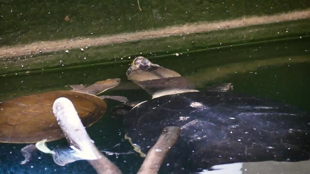 Malaysian giant turtle (Orlitia borneensis) interacting with another turtle in a palm house
