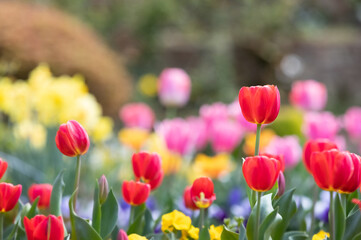 Fototapeta na wymiar Close-up of tulips blooming in the garden