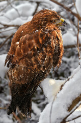 Hawk in the snow - buzzard in winter