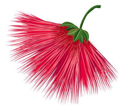 Red firework flower. Exotic calliandra plant blossom