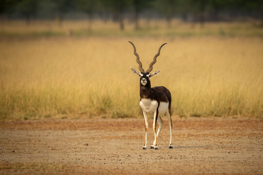 wild male blackbuck or antilope cervicapra or indian antelope with long horn head on portrait or closeup in grassland of velavadar national park gujrat india asia