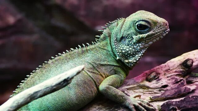 Chinese water dragon (Physignathus cocincinus)