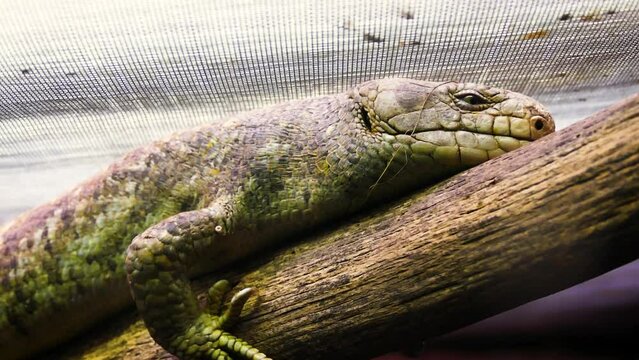 Solomon Islands skink (Corucia zebrata), large lizard basking in a terrarium