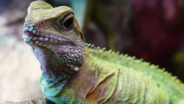 Chinese water dragon (Physignathus cocincinus), close-up