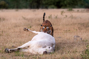 Wild male tiger with cattle or domestic cow kill. Real threat or serious conservation issue where...