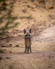 Striped hyena head on portrait with eye contact on safari track blocking road during outdoor jungle safari in forest of gujrat india asia - hyaena hyaena
