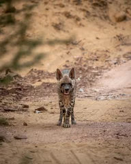 Badkamer foto achterwand Striped hyena head on portrait with eye contact on safari track blocking road during outdoor jungle safari in forest of gujrat india asia - hyaena hyaena © Sourabh