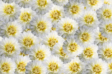 dahlia flowers background
