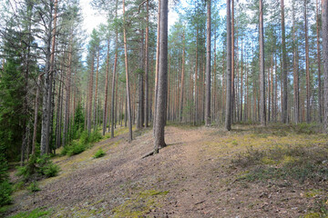 Dark forest with fir and pine trees at the summer