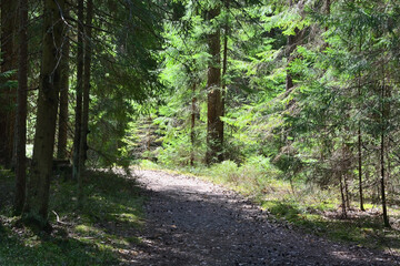 Dark forest with fir and pine trees at the summer