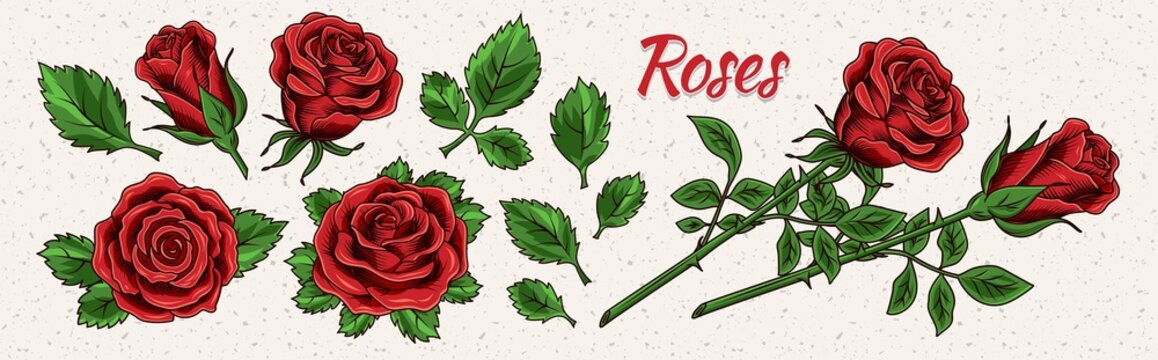 Clip art with lush blooming red roses and leaves. Single flowers and flowers with stem. Engraving vintage style. Isolated vector illustration